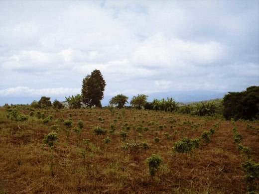 Dissertation on Multi-Year Thinning